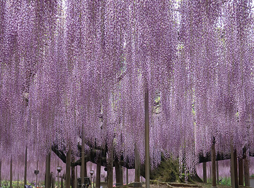 鬼滅の刃ファン必見 あしかがフラワーパークのオンラインストアで藤の花グッズをゲットしよう